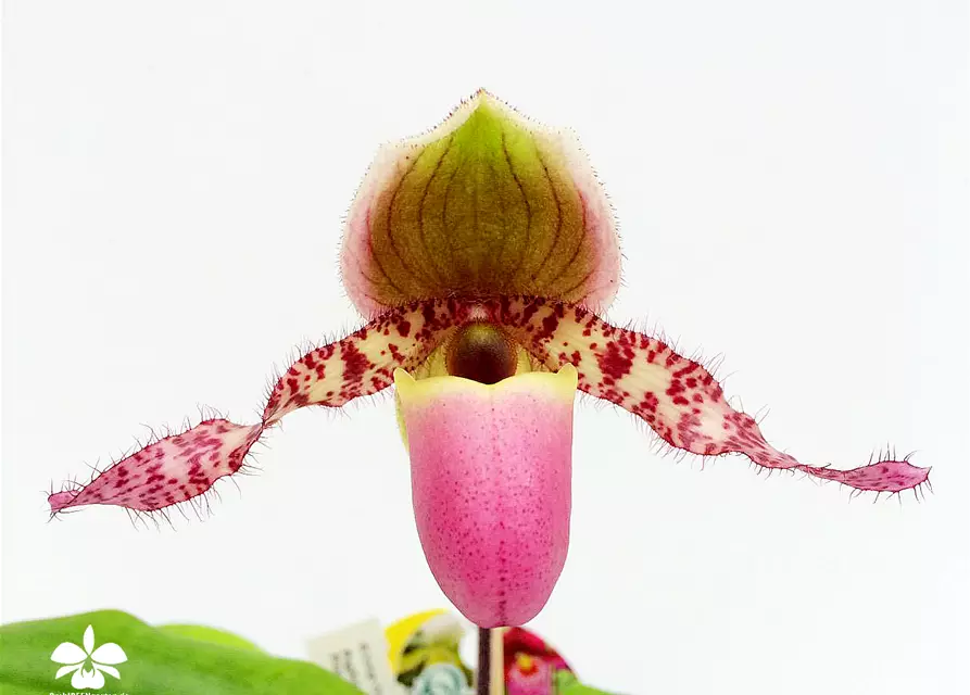 Paphiopedilum Pinocchio