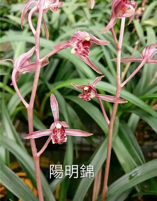 Cymbidium Sinense 'Yang Ming Jing'