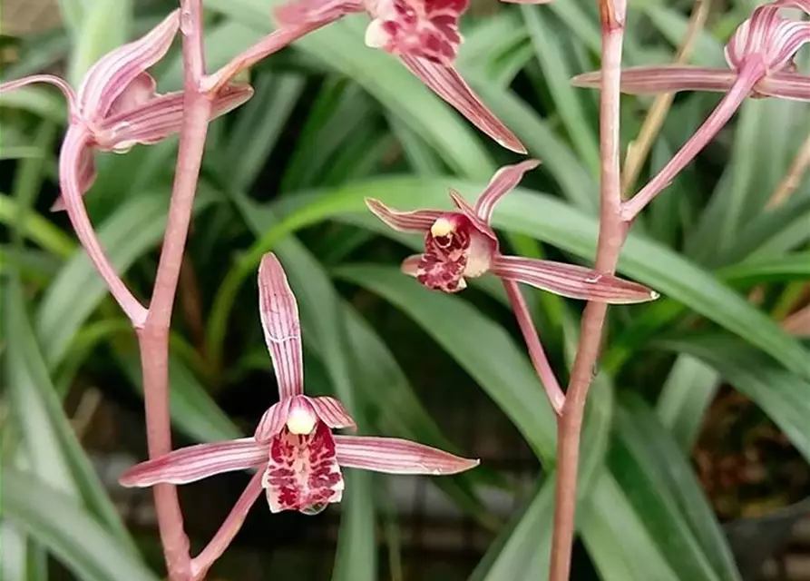 Cymbidium Sinense 'Yang Ming Jing'