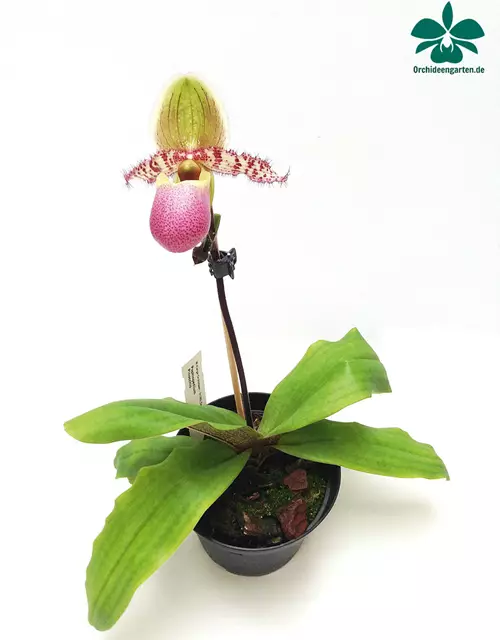 Paphiopedilum Pinocchio