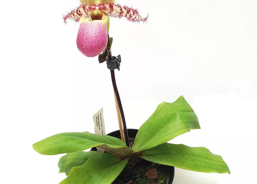 Paphiopedilum Pinocchio