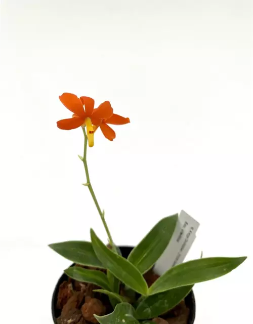 Encyclia vitellina 