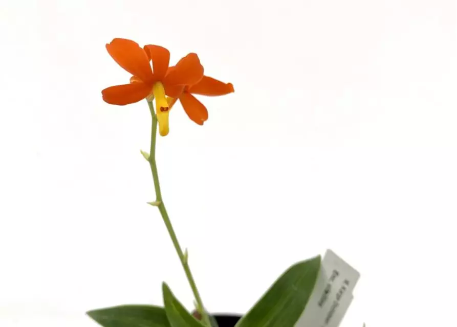 Encyclia vitellina 