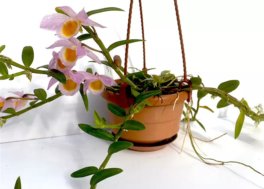 Dendrobium loddigesii