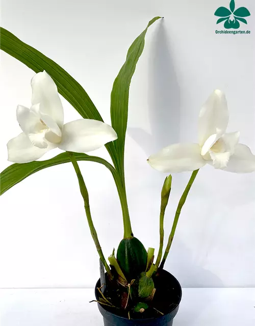 Lycaste skinneri alba