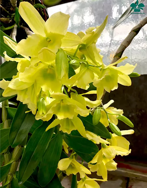 Dendrobium Green Surprise