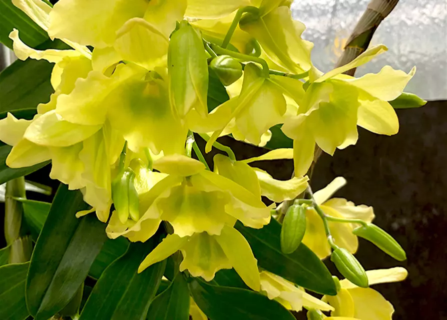 Dendrobium Green Surprise