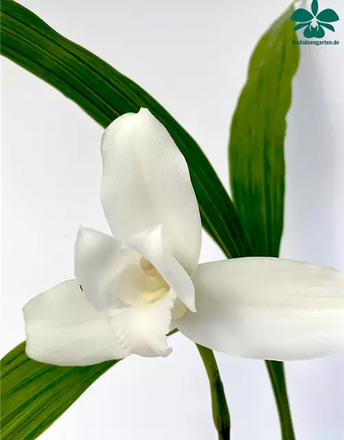 Lycaste skinneri alba