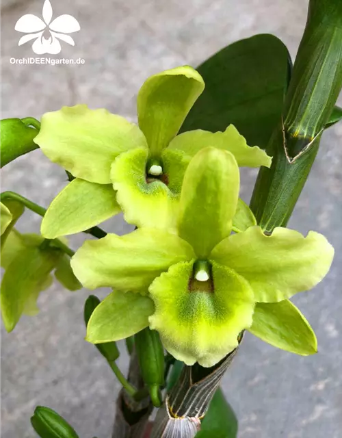 Dendrobium Green Surprise