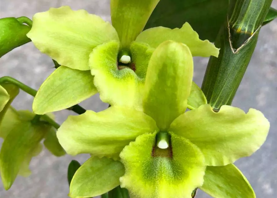 Dendrobium Green Surprise