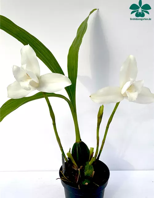 Lycaste skinneri alba