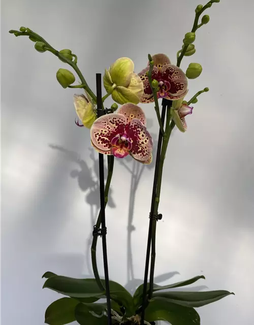 Phalaenopsis Tropical Summer 