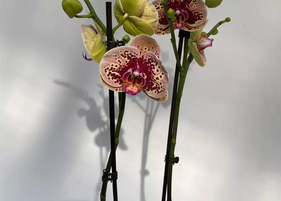 Phalaenopsis Tropical Summer 