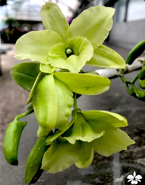 Dendrobium Green Surprise