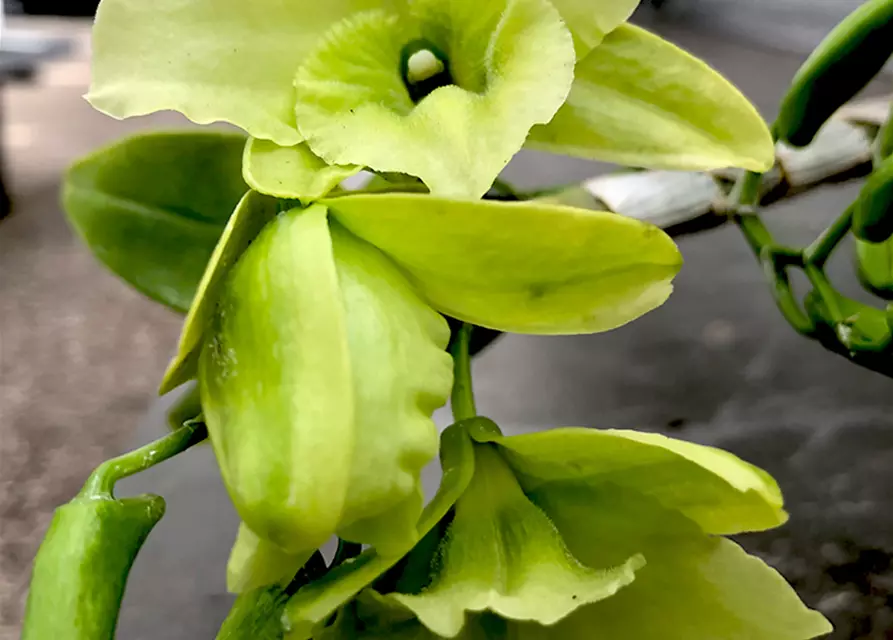 Dendrobium Green Surprise