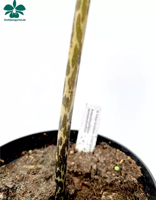 Amorphophallus mossambicensis