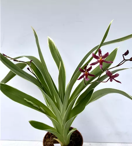 Oncidium Katrin Zoch variegatum