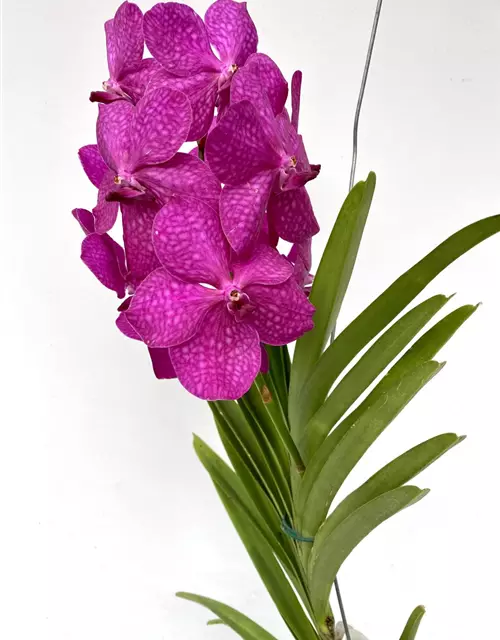 Vanda Mikasa pink