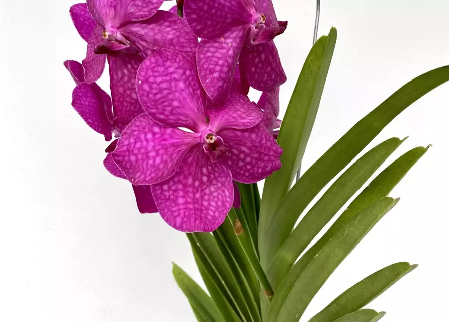 Vanda Mikasa pink