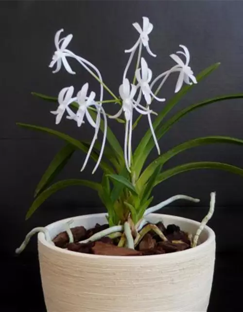 Neofinetia falcata