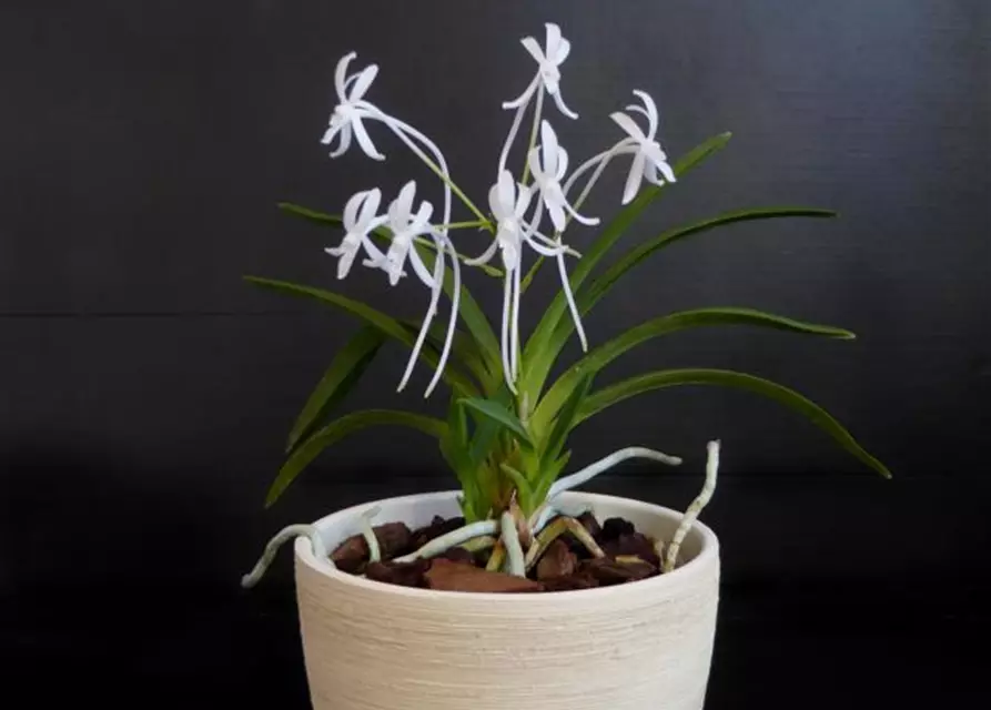 Neofinetia falcata