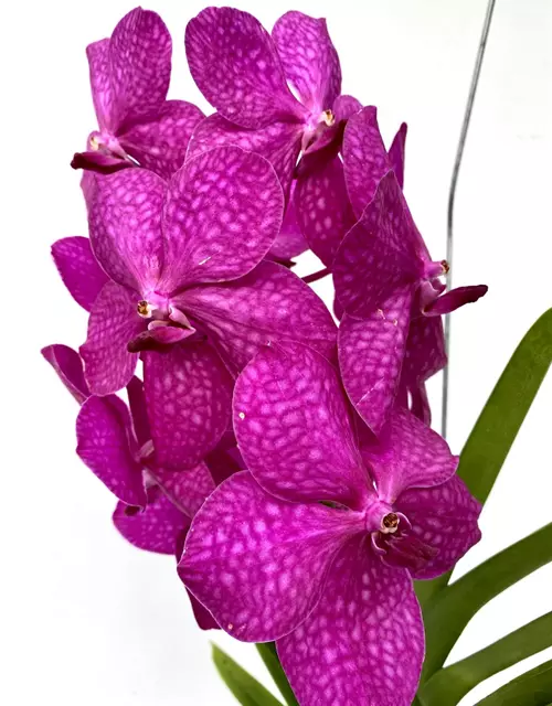 Vanda Mikasa pink