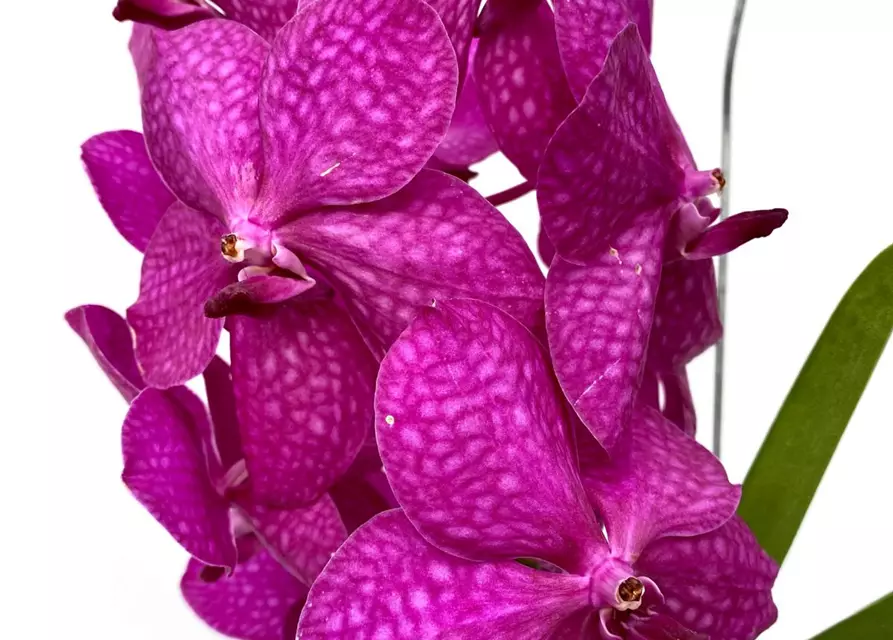 Vanda Mikasa pink