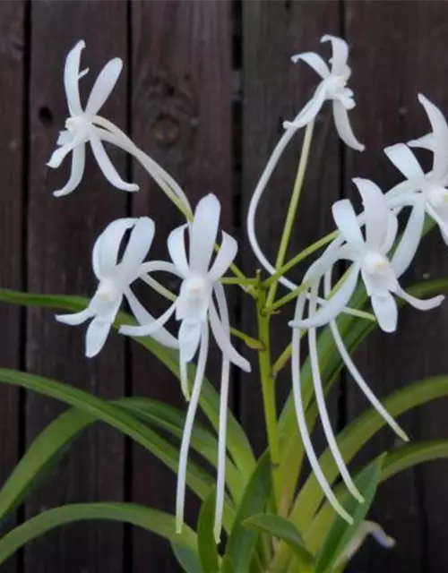 Neofinetia falcata