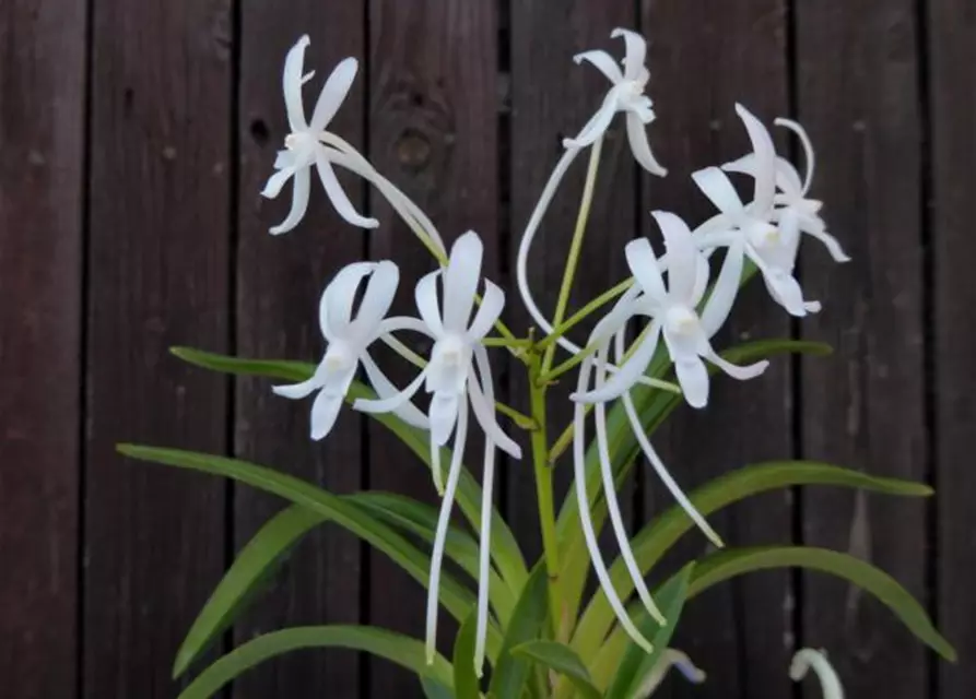 Neofinetia falcata