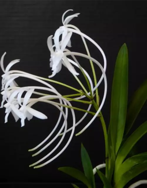 Neofinetia falcata