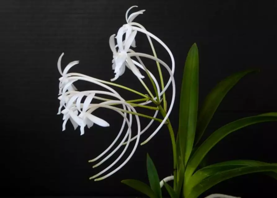 Neofinetia falcata