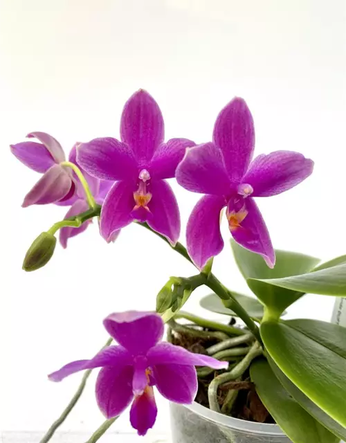 Phalaenopsis violacea Hybride