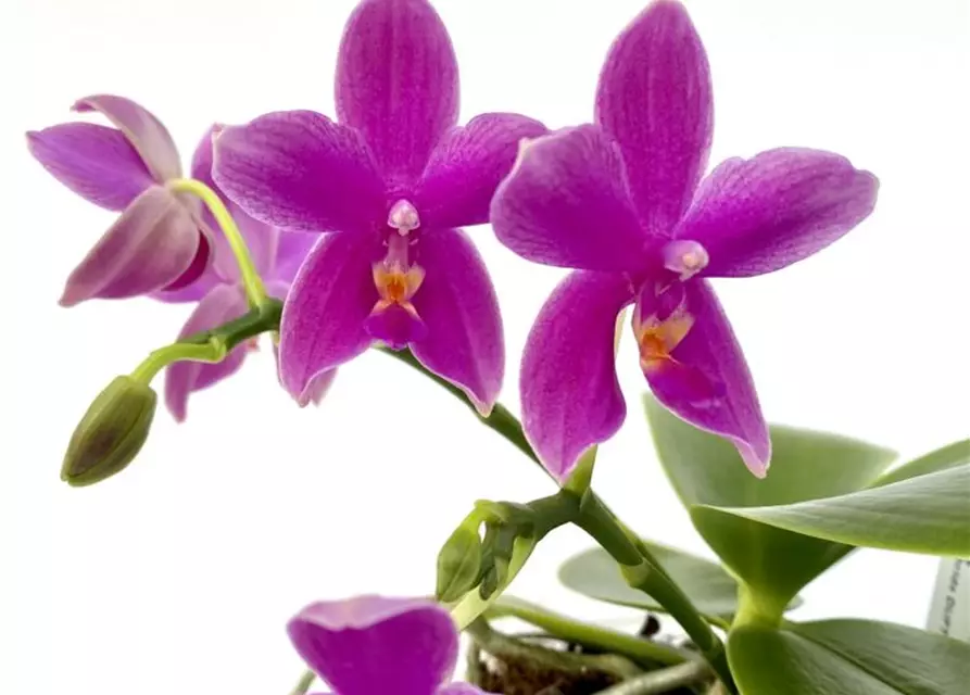 Phalaenopsis violacea Hybride