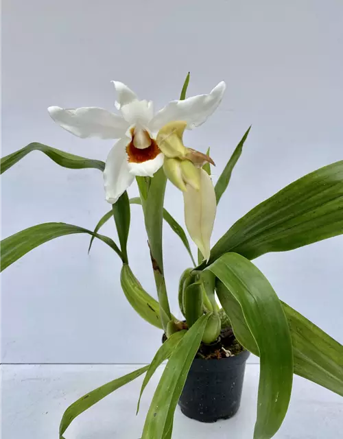 Coelogyne (mooreana x cristata) x lawrenceana 