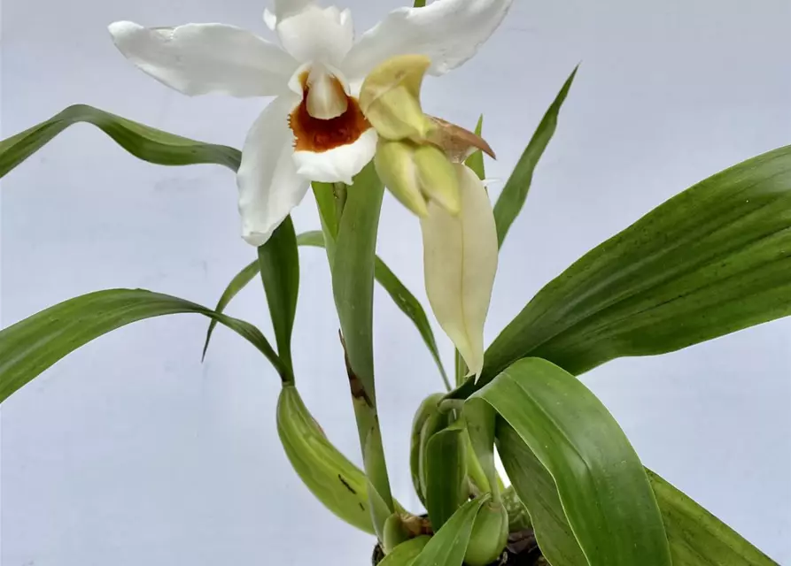 Coelogyne (mooreana x cristata) x lawrenceana 