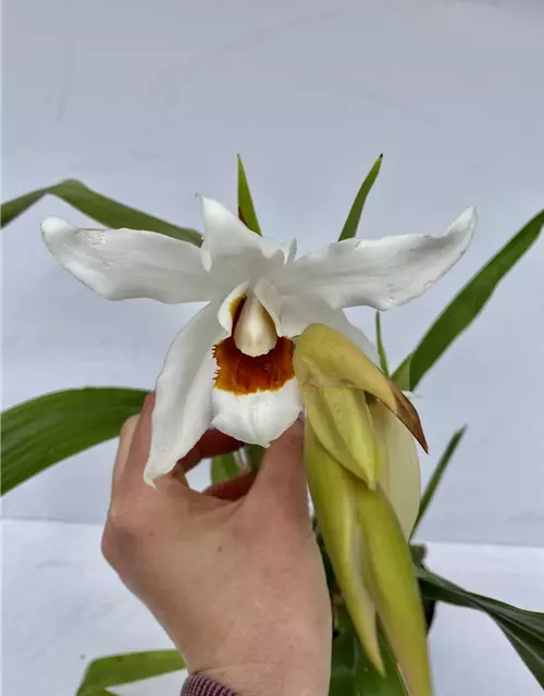 Coelogyne (mooreana x cristata) x lawrenceana 