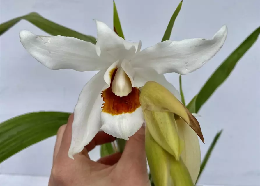 Coelogyne (mooreana x cristata) x lawrenceana 