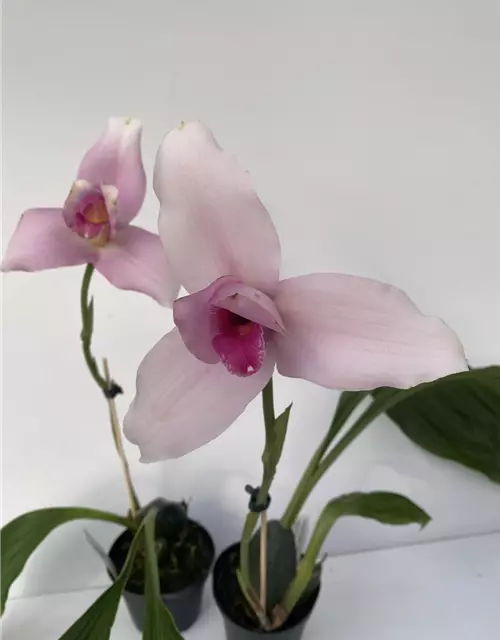 Lycaste skinneri 'Hanami' x Irodori 'Pink'