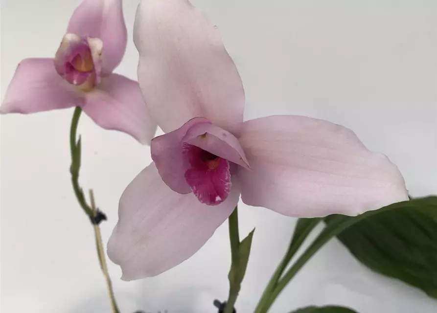 Lycaste skinneri 'Hanami' x Irodori 'Pink'