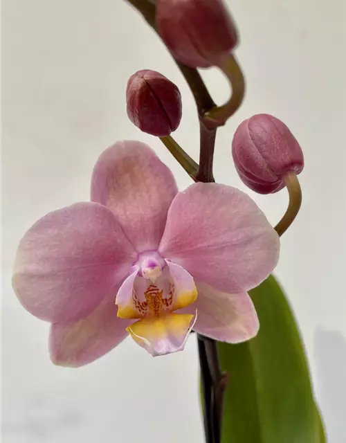 Phalaenopsis große rosa Blüten 