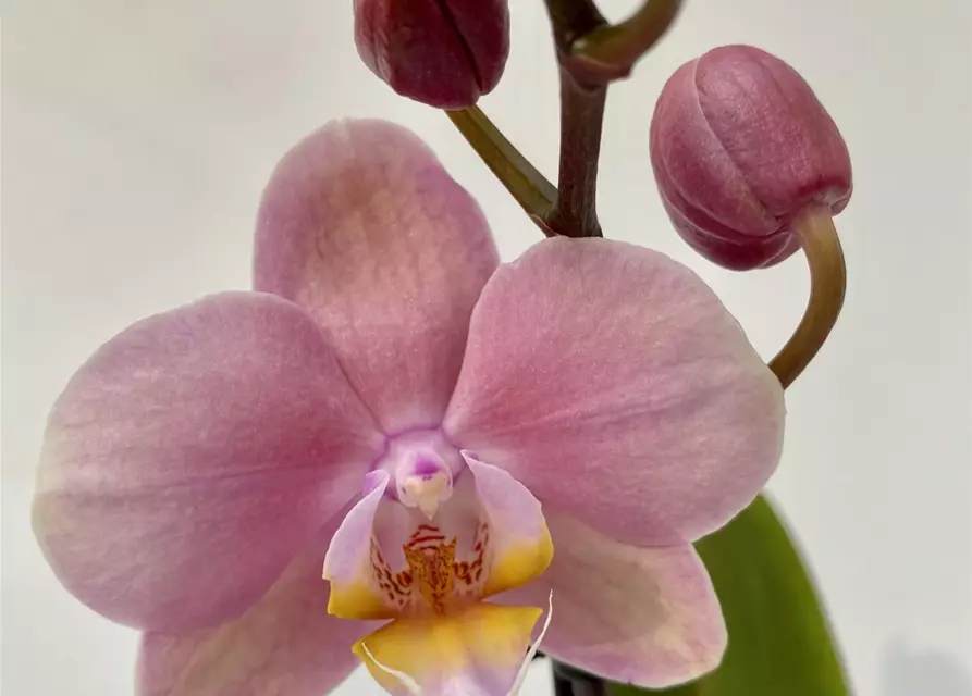 Phalaenopsis große rosa Blüten 