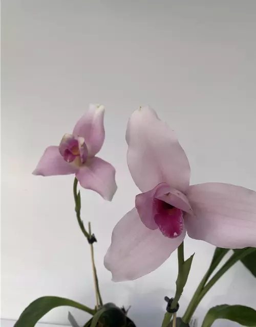 Lycaste skinneri 'Hanami' x Irodori 'Pink'