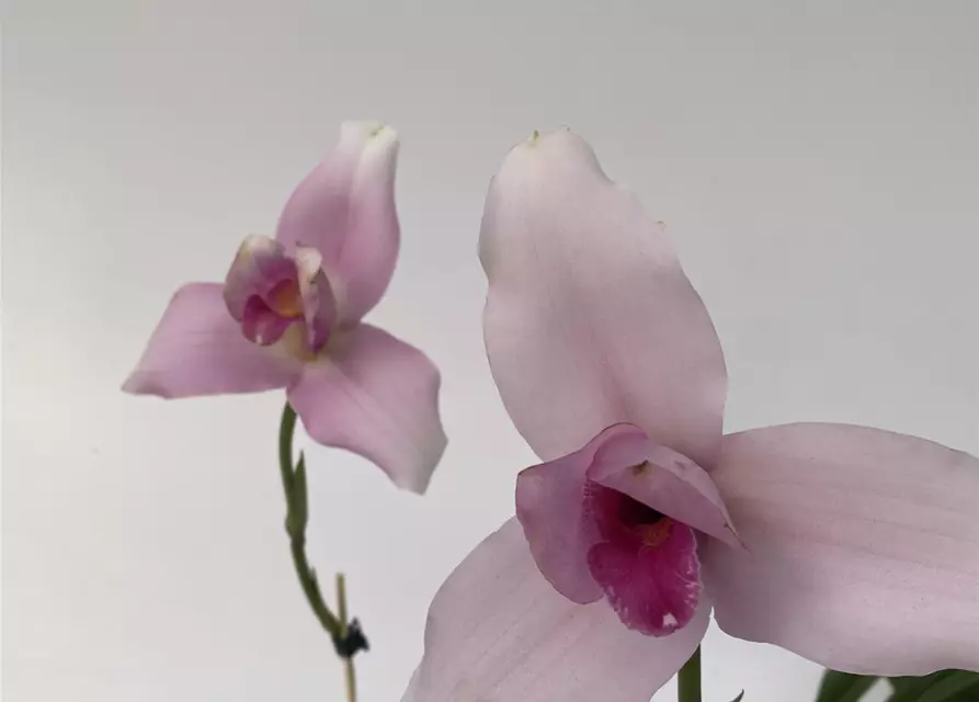 Lycaste skinneri 'Hanami' x Irodori 'Pink'