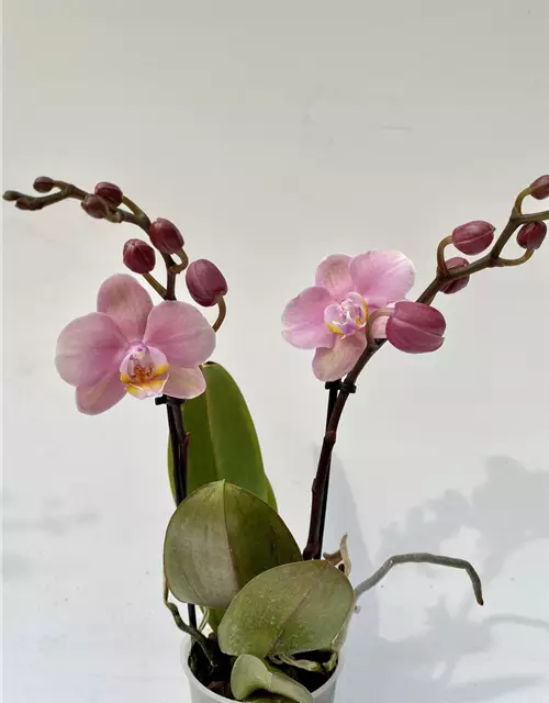 Phalaenopsis große rosa Blüten 