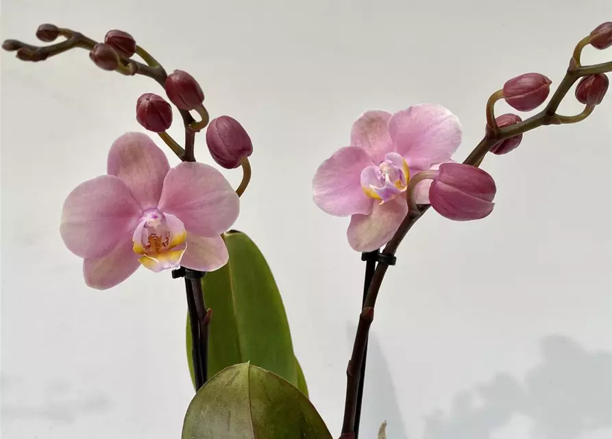 Phalaenopsis große rosa Blüten 