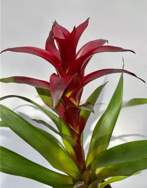 Guzmania dunkel rot 