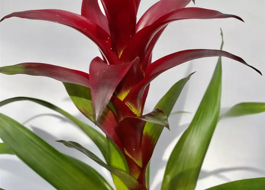 Guzmania dunkel rot 