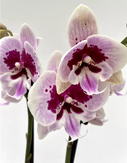 Phalaenopsis Aladin 