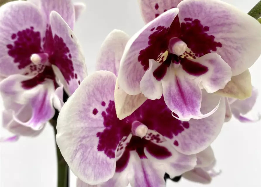 Phalaenopsis Aladin 