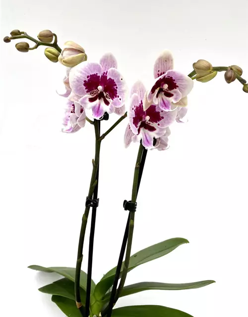 Phalaenopsis Aladin 